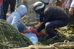 Tin tức trong ngày - Đang bán hoa ngày Valentine, cô gái bị cây đổ đè trúng người