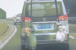 Phi thường - kỳ quặc - Hài hước 2 chú chó treo lủng lẳng sau xe về quê đón Tết