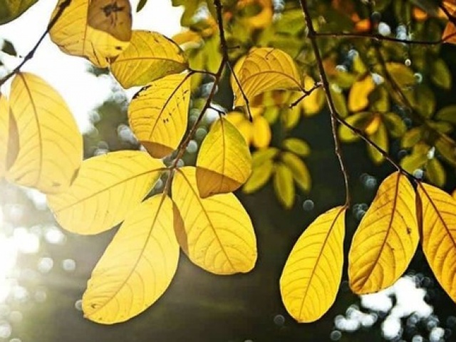 Tin tức trong ngày - Miền Bắc nắng ấm mùng 5 Tết, độ ẩm cao