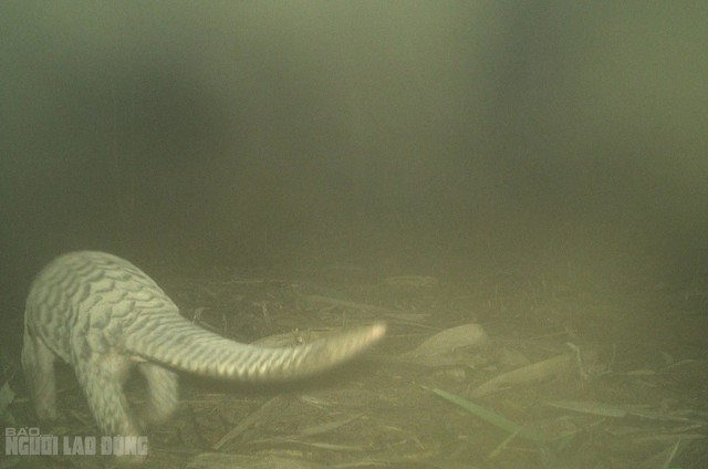 Theo IUCN, số lượng tê tê vàng đã giảm đáng kể trong 15 năm qua và nghi ngờ sẽ suy giảm tiếp tục trong vòng 15 năm tới, với tốc độ trên 50%, do đó IUCN đã liệt kê tê tê vàng vào danh sách cực kỳ nguy cấp.