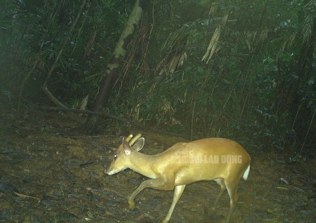 Tương tự, mang Trường Sơn là loài động vật đặc hữu đang trong tình trạng nguy cấp. Năm 1997, loài này được phát hiện lần đầu ở vùng rừng núi Quảng Nam.