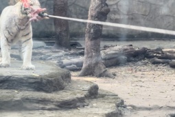 Tin tức trong ngày - 5 thanh niên lực lưỡng kéo co với hổ ở Thảo Cầm Viên