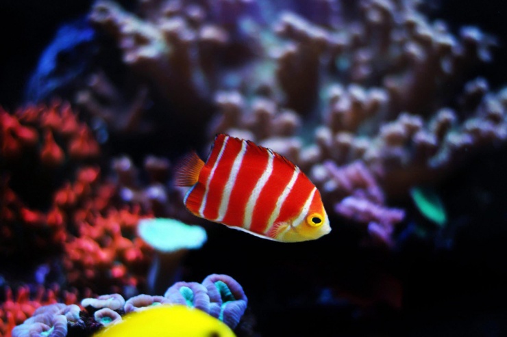 Cá Pepermint nổi bật với sọc đỏ và trắng, kích thước nhỏ, chỉ khoảng 7cm. Ảnh: AlgaeBarn