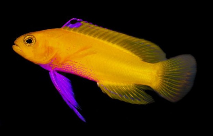 Golden Basslet là thành viên nhỏ bé nhất trong họ nhà cá mú. Chúng có màu vàng óng ả, chỉ được tìm thấy ở Thái Bình Dương và Đại Tây Dương. Ảnh: AlgaeBarn