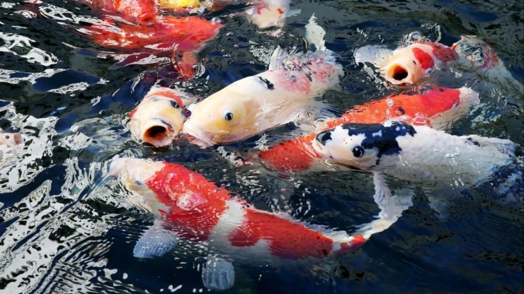 Cá Koi Nhật Bản cũng là một trong những loại cá cảnh đắt đỏ được giới nhà giàu ưa chuộng. Ảnh: Getty
