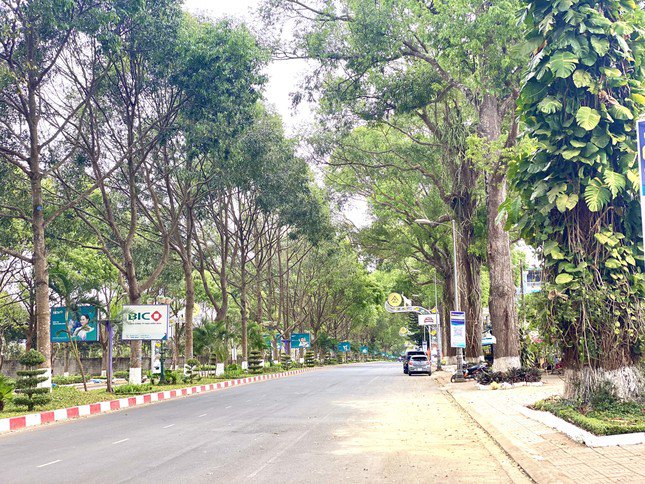 Đường Đam San (TP Buôn Ma Thuột) có nhiều cây xanh cổ thụ.