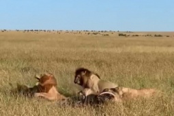 Media - "Vua đồng cỏ" gầm thét, phản đòn dữ dội vì bị cả đàn sư tử truy sát