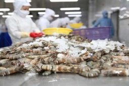 Kinh doanh - "Vua tôm" đang làm ăn ra sao?