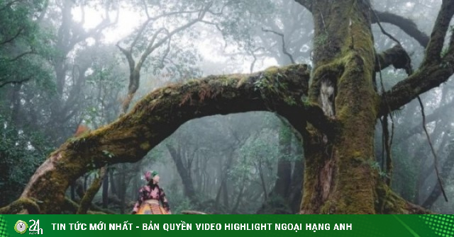 Trekking rừng rêu đẹp ma mị như trong phim Avatar