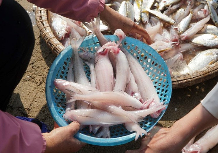 Mùng 3 Tết, ngư dân ở Thanh Hóa ra khơi mong cho một năm mưa thuận gió hòa, mùa màng bội thu.  Trong chuyến "xông" biển đầu năm, nhiều ngư dân phấn khởi khi trúng mẻ cá khoai.
