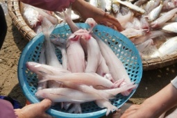 Thị trường - Tiêu dùng - Loại cá ở Việt Nam trước ít người ăn, mùng 3 Tết Giáp Thìn bán 800.000 đồng/kg khách tranh mua