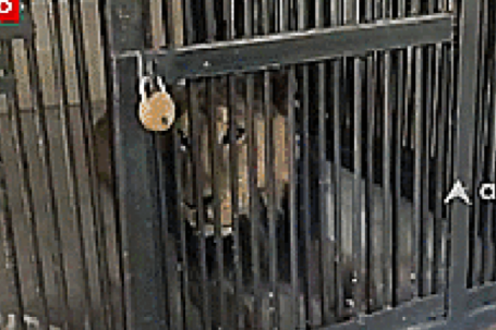 Trèo vào chuồng sư tử để selfie, người đàn ông trả giá đắt