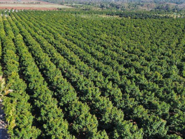 Thị trường - Tiêu dùng - Những nông dân "tỉ phú" sầu riêng