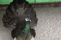 Thị trường - Tiêu dùng - Loài chim biểu tượng giàu sang, phú quý, ở Việt Nam nuôi bán kiếm hàng trăm triệu