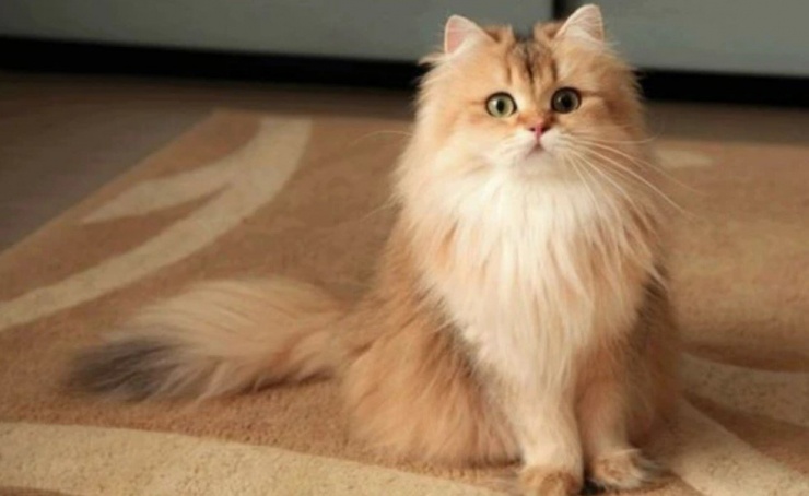 Top những chú mèo giàu nhất thế giới, sở hữu tài sản hơn 100 triệu USD.