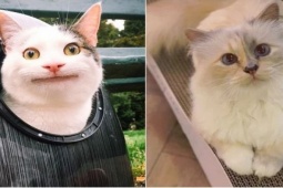 Phi thường - kỳ quặc - Top những chú mèo giàu nhất thế giới, sở hữu tài sản hơn 100 triệu USD