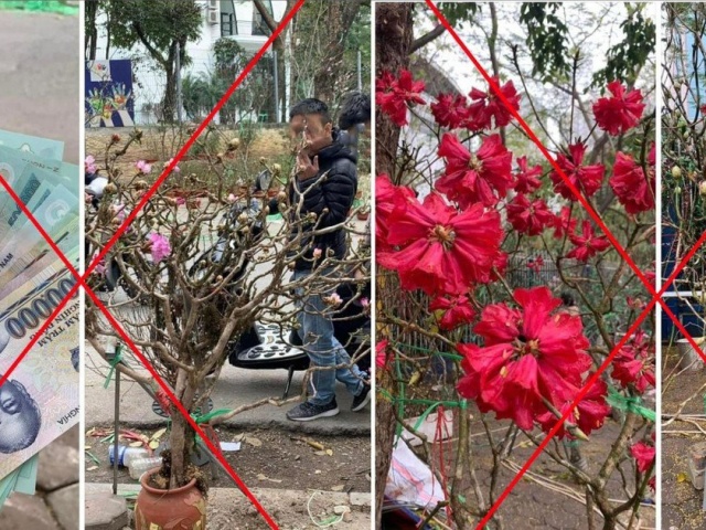 Pháp luật - Chặt phá, mua bán hoa Đỗ Quyên sẽ bị xử lý hình sự?