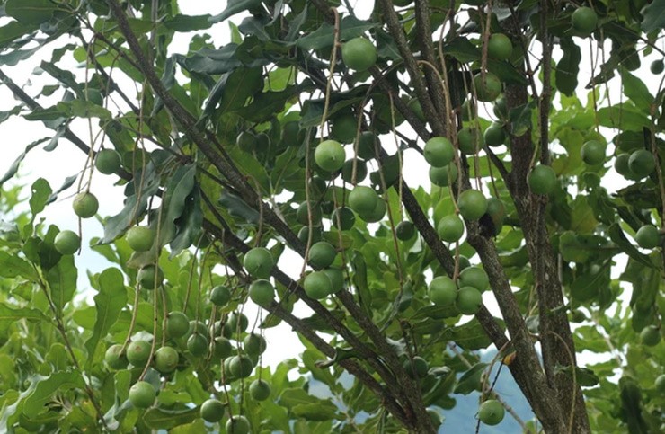 Hạt mắc ca còn có tên gọi khác là hạt macadamia, xuất xứ từ nước Úc.
