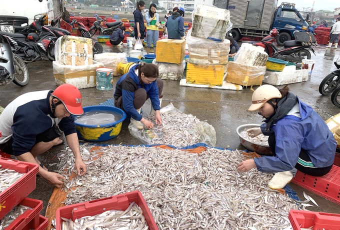Mỗi nhóm 3-5 người phân loại cá cơm tại cảng. Ảnh: Hùng Lê