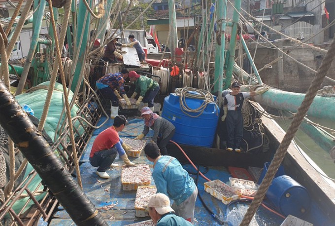 Một tàu đánh bắt cá cơm cập cảng cá Quỳnh Lập, thị xã Hoàng Mai, ngày 18/2. Ảnh: Hùng Lê