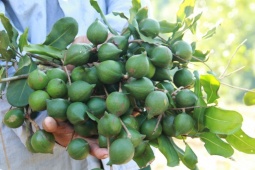 Loại quả đắt đỏ bậc nhất thế giới, ở Việt Nam trồng bạt ngàn, xuất khẩu sang nhiều nước