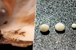 Phi thường - kỳ quặc - Mua sò điệp giảm giá ở siêu thị, chàng trai vỡ òa khi phát hiện điều bất ngờ bên trong