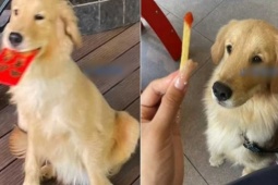 Bạn trẻ - Cuộc sống - Chó cưng bất ngờ đòi mua vé số, nào ngờ trúng ngay giải đầu xuân 