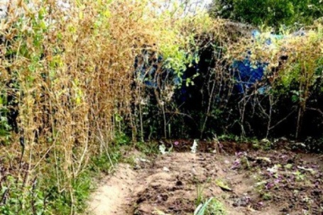 Cảnh sát phát hiện vườn thuốc phiện 'ẩn thân' trong vườn rau