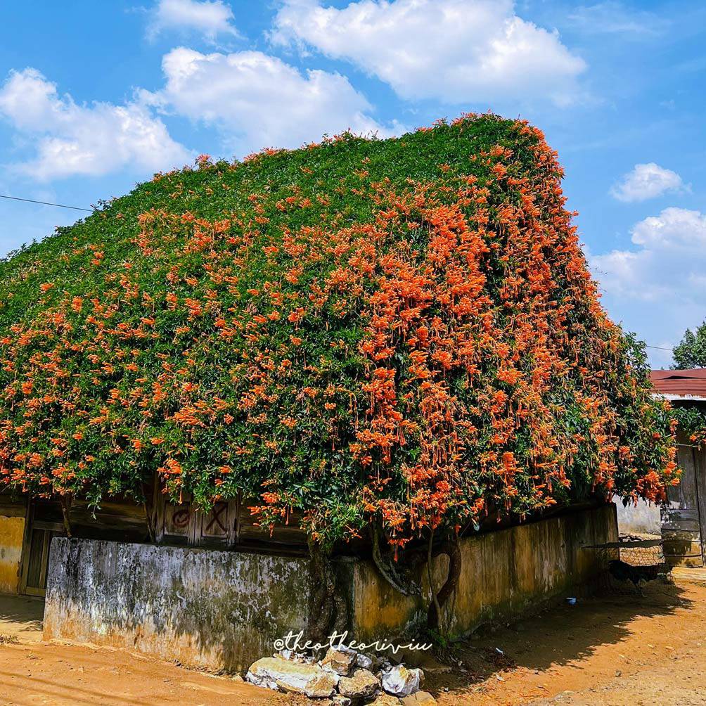 Ngôi nhà hoa xác pháo đẹp như cổ tích ở Lâm Đồng - 10