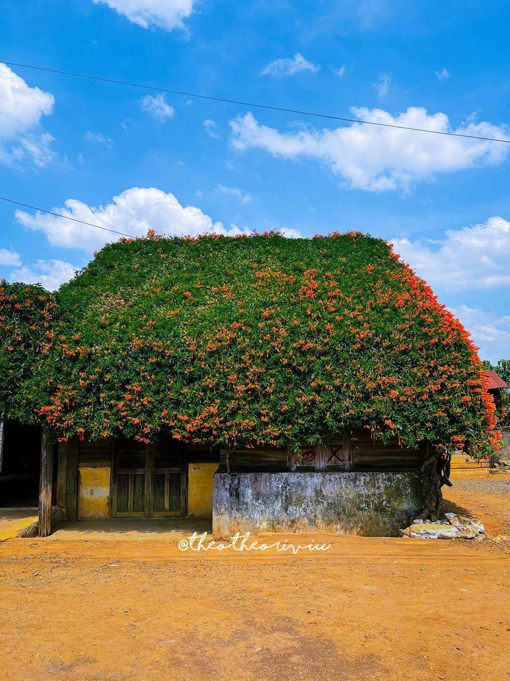 Ngôi nhà hoa xác pháo đẹp như cổ tích ở Lâm Đồng - 5