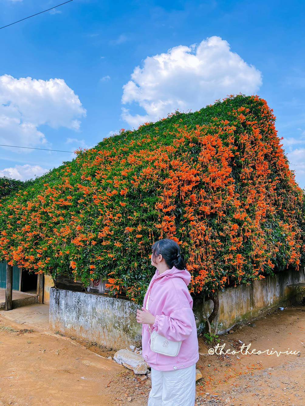 Ngôi nhà hoa xác pháo đẹp như cổ tích ở Lâm Đồng - 7