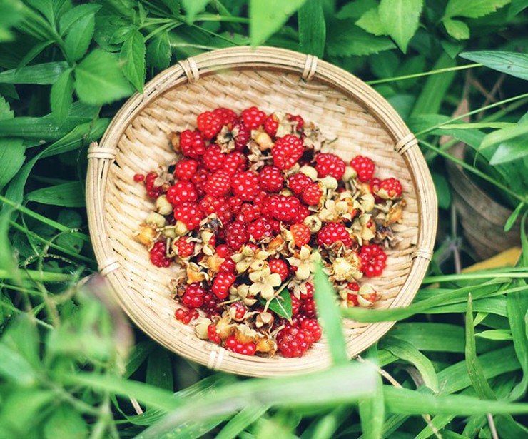 &nbsp;Quả mâm xôi thu hái khi chín, vào khoảng tháng 5 – tháng 7
