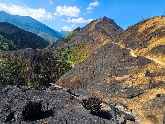 Nhiều vệt rừng tái sinh trơ trụi sau vụ cháy. Ảnh: Hân Nguyễn