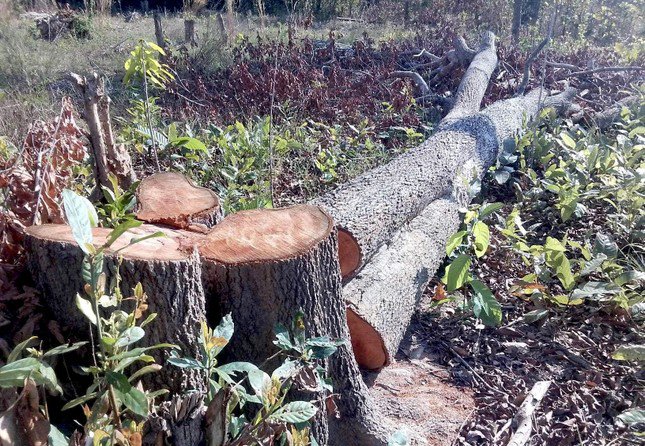 Một thân gỗ đường kính lớn bị cưa hạ
