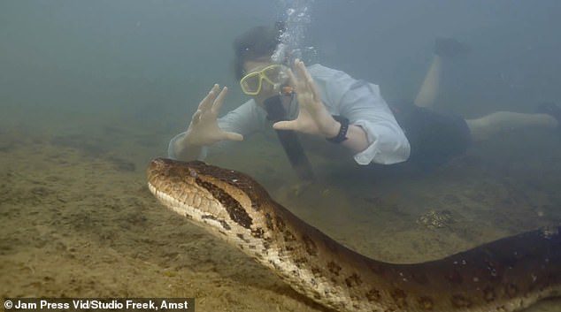 Giáo sư người Hà Lan,&nbsp;Freek Vonk&nbsp;bơi bên cạnh trăn anaconda khổng lồ.