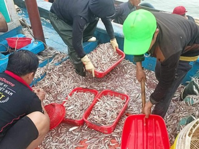 Thị trường - Tiêu dùng - Một ngư dân ở Quảng Bình trúng mẻ cá cơm hơn 150 triệu đồng