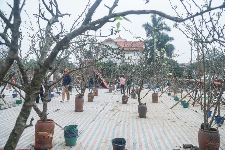 Sau Tết Nguyên đán 2024, tại nhiều tuyến phố ở Hà Nội, các tiểu thương bày bán rất nhiều hoa lê rừng.