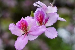 Lễ hội Hoa Ban năm 2024 có gì đặc sắc?