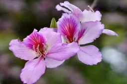 Du lịch - Lễ hội Hoa Ban năm 2024 có gì đặc sắc?