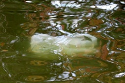 Pháp luật - Bi kịch của người phụ nữ bỏ chồng “phi công”: Phát hiện sốc trong chiếc túi dưới ao