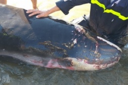 Giải cứu cá nhà táng "khủng" bị thương dạt vào biển Quy Nhơn