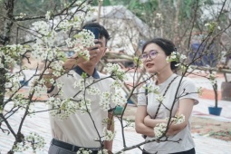 Tin tức trong ngày - Người dân Hà Nội chơi hoa lê rừng sau tết