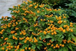 Thị trường - Tiêu dùng - Loại ớt trên thế giới hàng trăm triệu/kg, tại Việt Nam trồng làm cảnh, cho nhau không tính tiền