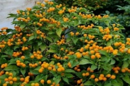 Thị trường - Tiêu dùng - Loại ớt trên thế giới hàng trăm triệu/kg, tại Việt Nam trồng làm cảnh, cho nhau không tính tiền