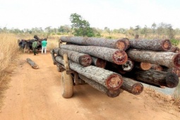 Tin tức trong ngày - 'Chạm mặt' 30 lâm tặc vụ đe dọa lực lượng chức năng