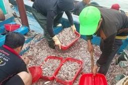 Thị trường - Tiêu dùng - Một ngư dân ở Quảng Bình trúng mẻ cá cơm hơn 150 triệu đồng