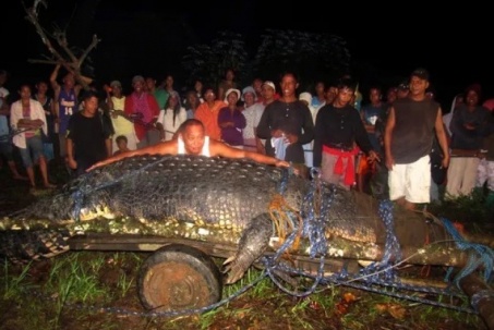 Cận cảnh con cá sấu khổng lồ nặng 1088kg bị bắt vì ăn thịt người