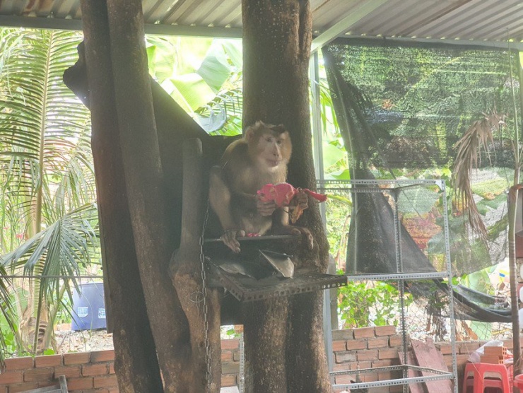 Trong ngày, kiểm lâm viên cũng tiếp nhận một con khỉ đực đuôi lợn do người đàn ông bàn giao ở phường An Phú Đông, quận 12. Ảnh: NT