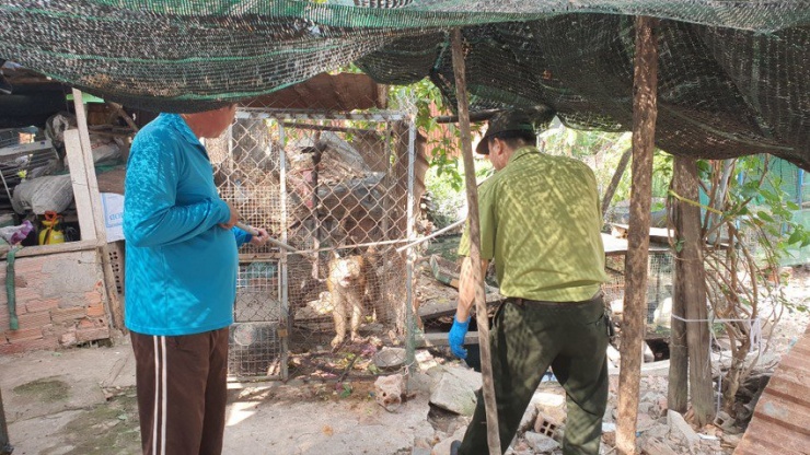 Trong ngày, cán bộ kiểm lâm cũng tiếp nhận một con khỉ đuôi lợn do người dân trên địa bàn quận 12 bàn giao. Ảnh: NT