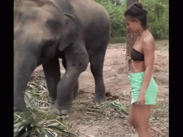 Clip: Cố tình tiếp cận voi rừng, cô gái nhận ngay kết đắng